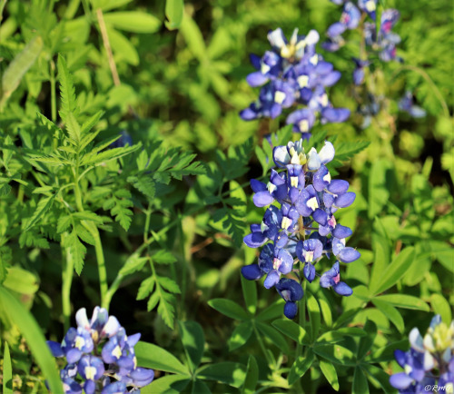 daytrippinrmo: Texas Bluebonnets - Apr, 2020 Georgetown, TX 