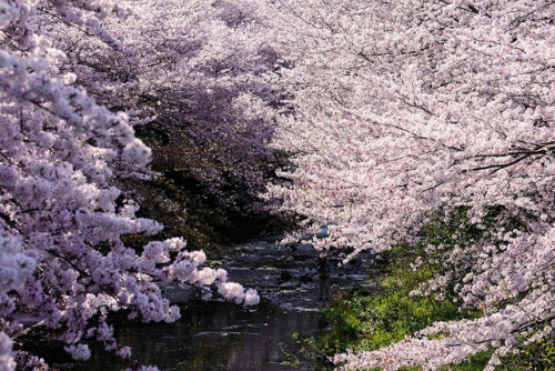 Japanese Sakura 02 by mon_masa http://flic.kr/p/U1rD5v