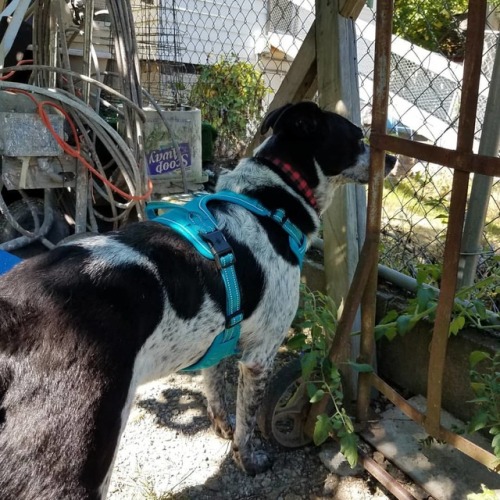 SQUIRREL!! #australiancattledog #pet #dog #pnw #dogsofinstagram #pnwdogs #pacificnorthwestdogshttp