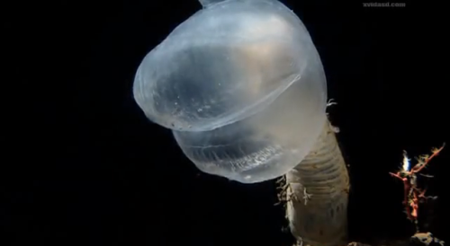 EVIL SOCK PUPPETS OF THE SEA