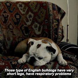 beneffleck:“Nelly, a wonderful dog that plays Marvin. She was a rescue dog and