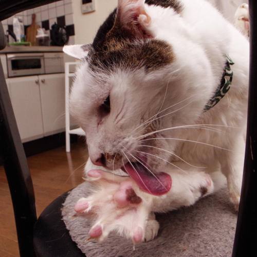 kachimo:  おはヨウカンさん！Good Morning Yohkan-san! #cats #neko #yohkan #uchinonekora #ねこ部 #猫星人 水かき！There is