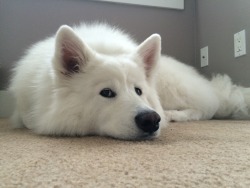 skookumthesamoyed:  sleepy skookum