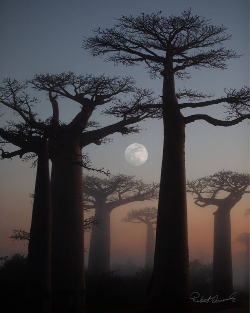 Photo by @robert_wildlife_photography The photo of Baobabs was taken in Baobab Alley next to Moronda