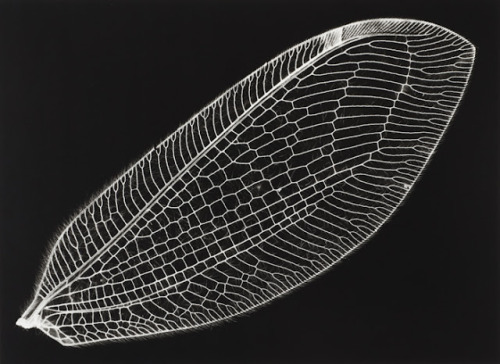 iamjapanese:  gacougnol:  Kazuyuki SoenoFossil of Light  SOENO Kazuyuki （添野 和幸 Japanese, b.1968） 