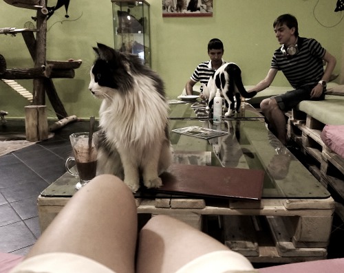 Hot Dog Legs + Hot Chocolate + Kitties! (Cat Cafe, Budapest)