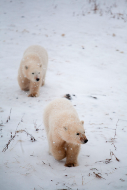 nature-madness:  Cubs In Snowstorm | Missy 