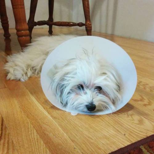 My poor little puppy got spayed today. She’s not feeling to good now. . . . #havanese #havanes