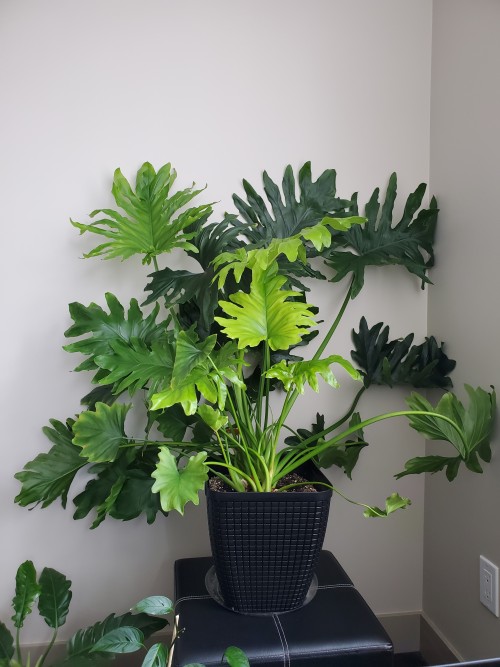 wanderingtrails:I moved my beast philodendron away from the window. Honestly, I mainly did it becaus