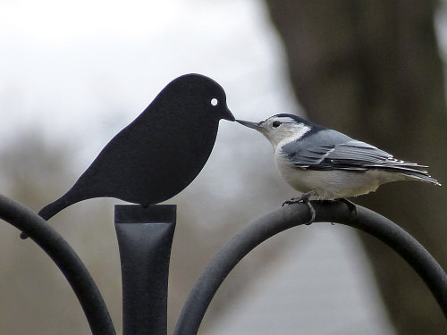 edens-blog:  a bird and her shadow ghost bird girlfriend 