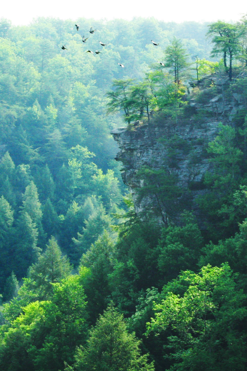 tulipnight:  View from the Top by cageybee_47 on Flickr. 