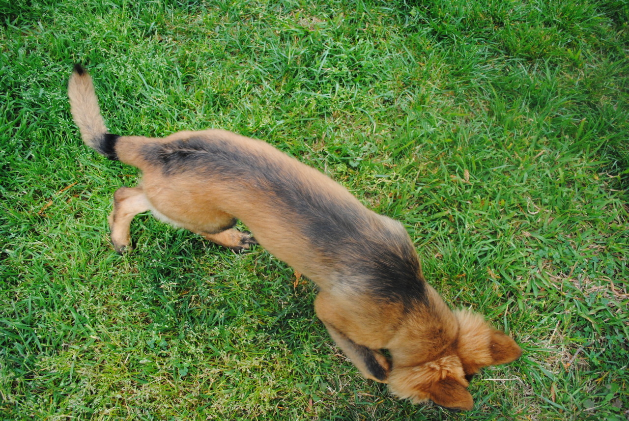 pawsitivelypowerful:He’s getting darker! 