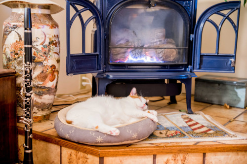 Niko resting during Super Bowl (by Brian Sprague Photography)