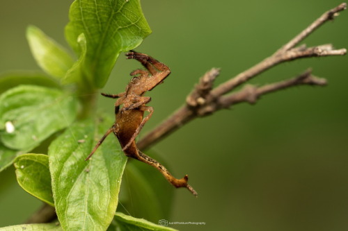 Black Tail Spider, Arachnura Melanura, Araneidae