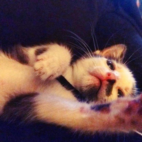 Opal the kitten - sleepy playfulness #cutekittens #cutecats #catslife #cat #kitten #sleepykitties  h
