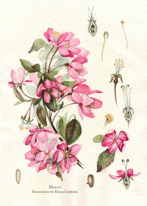 Blossom Apple Tree. Watercolor Botanical Illustration. Art Print