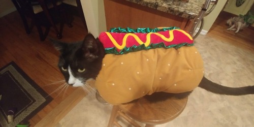 mind-if-i-scream:If you’re having a bad day, please enjoy these pictures of my cat dressed as a hotd