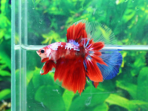 alottalotls: black–orchids: Red Koi Samurai I love the guy in the background “OH YO