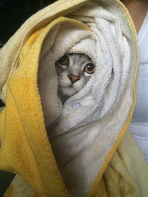 frobishvr: Anyway here is my cat in a towel