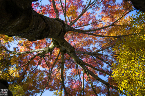 Wedgwood Seattle, falls beautiful trees. 