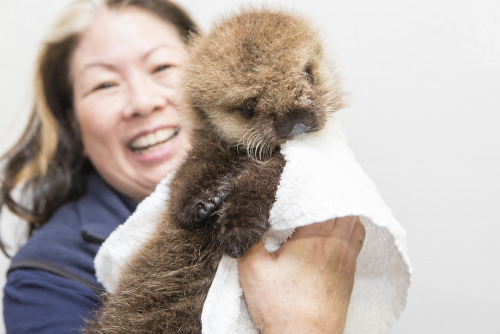 apassionateexistence: sweetspeas: buzzfeed: thesamiproject: This Rescued Baby Otter Will Shock You W