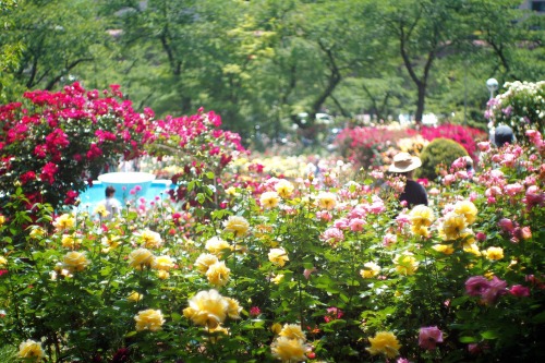 175photograph: 花巻温泉バラ園 2016 ･:*:✿  さっきお友達から電話がきて「出荷できないサクランボがいっぱいあるからいらない？」って ｷﾀ━(ﾟ∀ﾟ)━!