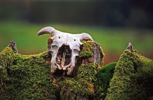 eyesofthewoods:Ex-sheep by kimbenson45.