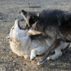 wolveswolves:By Joachim Henckmann  