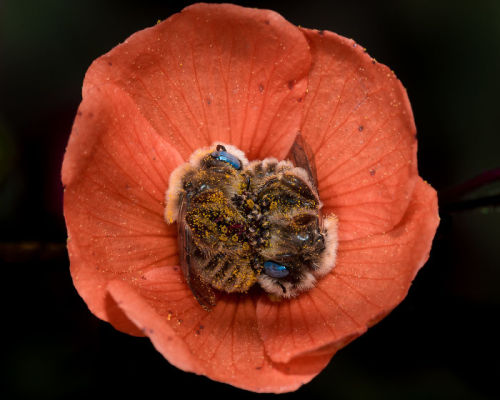 platycryptus: catsbeaversandducks: Wildlife photographer Joe Neely captured two bees snuggling in a 