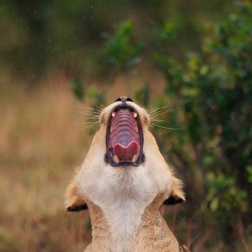 Source : geographicwild.tumblr.com tumblr_nhljzc4MiQ1tg93zvo1_1280via tinamotta.tumblr.com