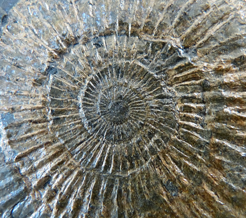 rockon-ro: AMMONITE (Dactylioceras Commune) from the Lower Jurassic (172 million years ago) of Bay