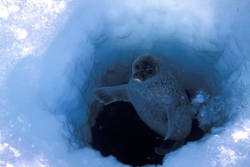 Sex thelovelyseas:  A ring seal looks for polar pictures