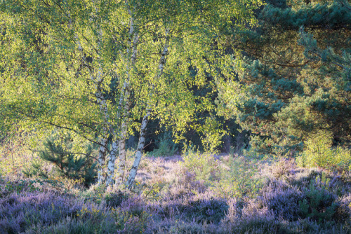 te5seract: Stoke Common &amp; Savernake Forest by Paul Mitchell