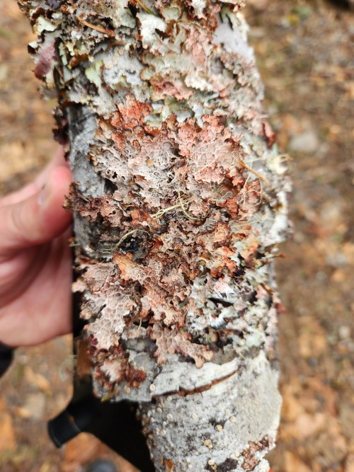 Platismatia Lacunosa 