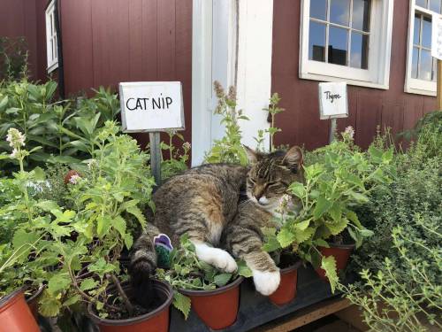 ceac97:there was a cute cat doing a quality check of the catnip at the orchard i