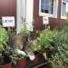 ceac97:there was a cute cat doing a quality check of the catnip at the orchard i