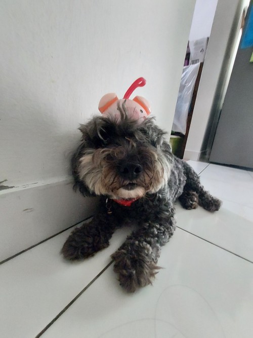 Found A Drink With A Cute Bottle Cap That Also Works As A Little Doggy Cap, I Don't Think She Likes It