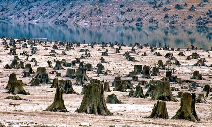 sixpenceee:   Clear-cutIndustrial forestry degrading public lands, Willamette National