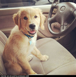 aplacetolovedogs:  Cute puppy Arya, an adorable energetic Golden Retriever wants to drive! Can we go to PetSmart, mommy? I’ll drive!! @aryathegolden For more cute dogs and puppies