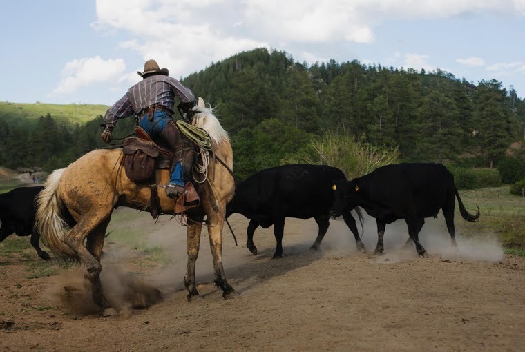 Reuters:
“Few things evoke the American Wild West more than the sight of cowboys with their herd.
But, in one sense at least, the operation of Colorado rancher Steve Pargin is anything but wild. His team handle both the cattle and the landscape where...