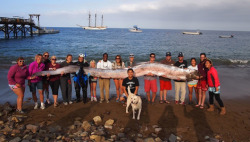 waitingfortheworldtoburn:  mothernaturenetwork:  18-foot-long oarfish found off California coastOarfish are rarely found near the shore, and usually only arrive there once they are sick or dead.  Fuck that fish