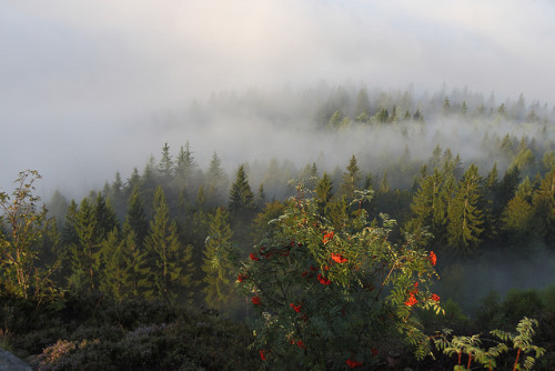 fog over bavarian forest by Xtraphoto on Flickr.