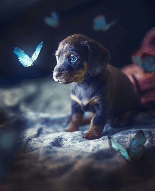 Purplhaze:  Gabytaangeles:awwww …   My Beautiful Butterfly 🦋