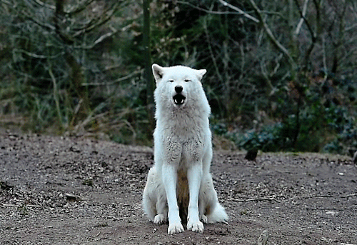 White Wolves_Howling