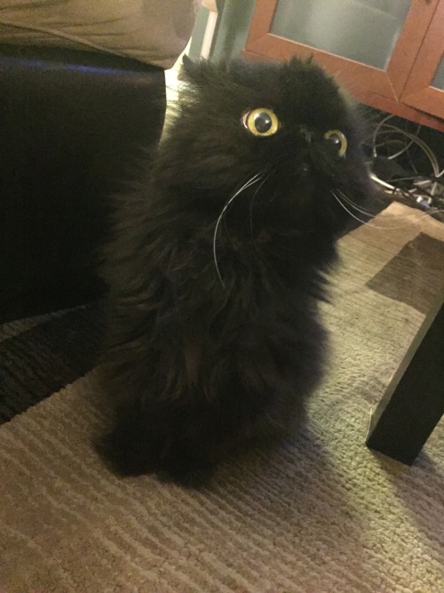 toastoat:my cousin’s cat looks unreal like what is this shit. Who authorized this