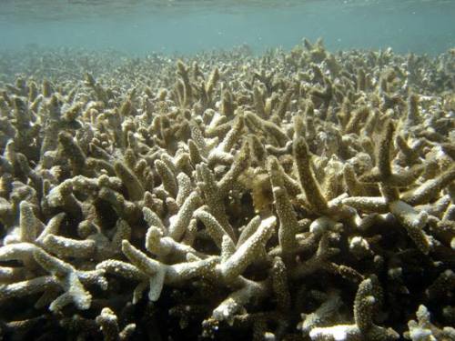 Major coral bleaching event underwayWarm ocean temperatures cause the polyps than make up the indivi