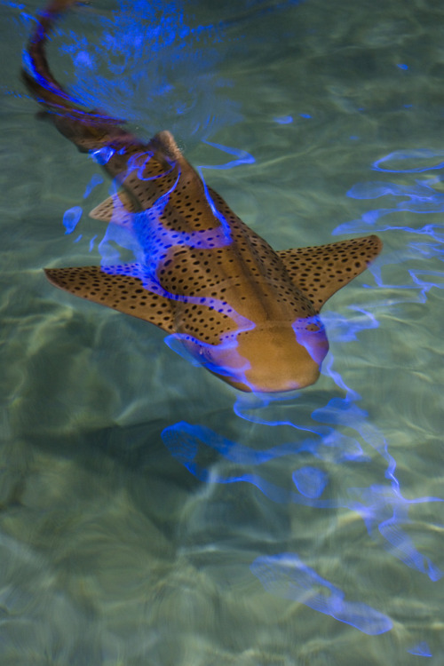 funkysafari:  Zebra Shark Stegostoma fasciatum) by Flickr Davea