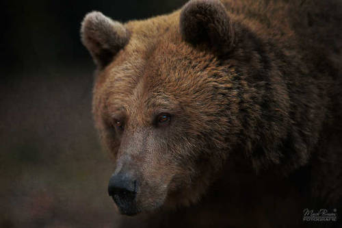 Bear portrait by Marcel Bressers