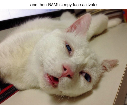 tastefullyoffensive:&ldquo;Most Awful Sleeping Face in Japan&rdquo; (photos by @mino_ris/via neebus)