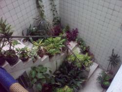 coldsenpai:  whatn0:  bambi-dani:  I talk about my neighbor as if she was the crazy plant lady! Today I got to the conclusion: the crazy plant lady is me, she can’t beat me. (yes, this is in my house)  this is beautiful   plants here 